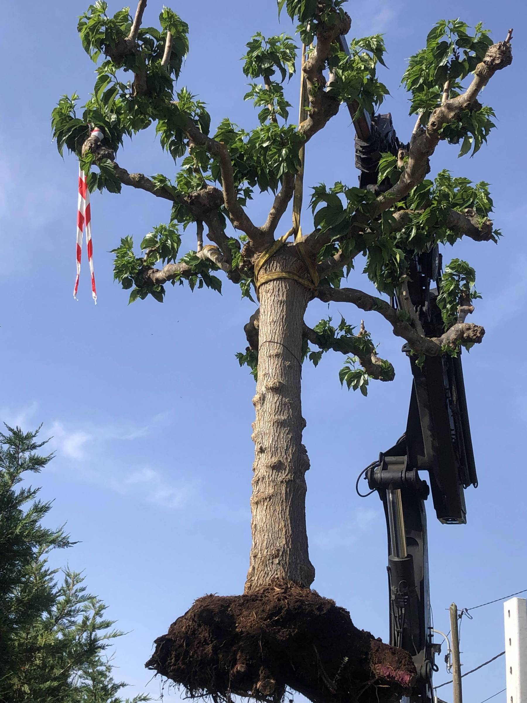 plantation d'un arbre