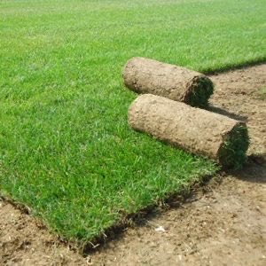 Photo de création de jardin