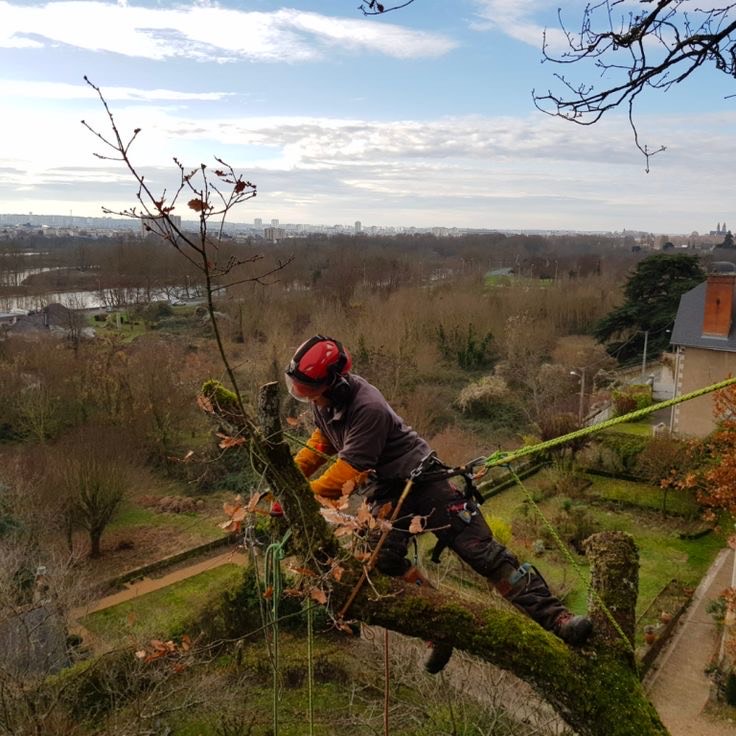 photo d'élagage modern paysage