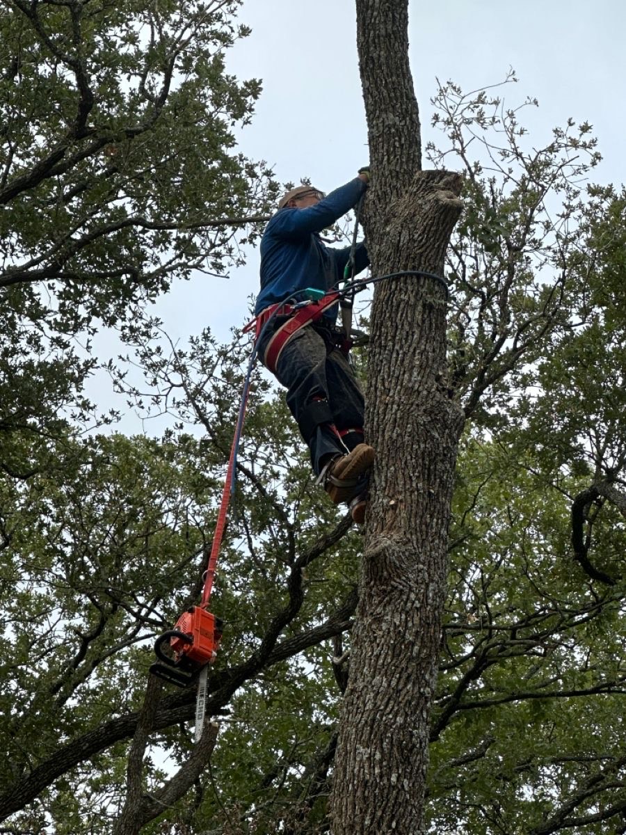 photo d'élagage modern paysage