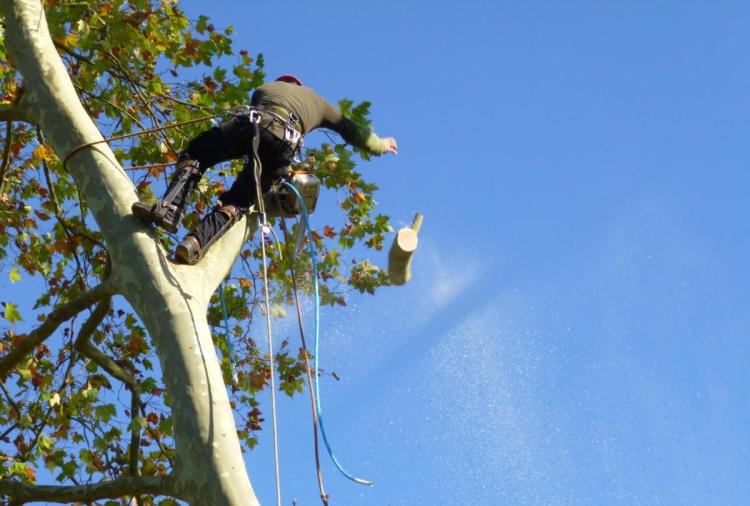 Image illustrant l'article